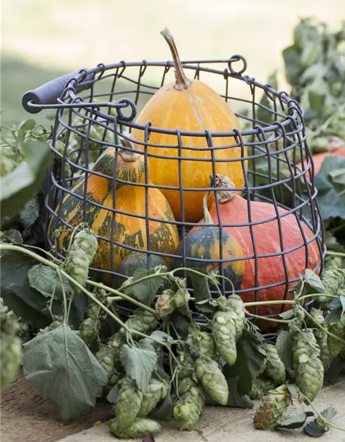 Cucurbita maxima