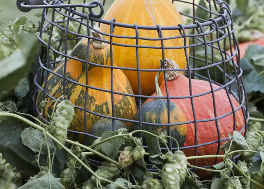 Cucurbita maxima