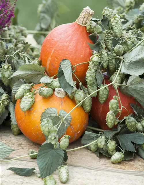 Cucurbita maxima