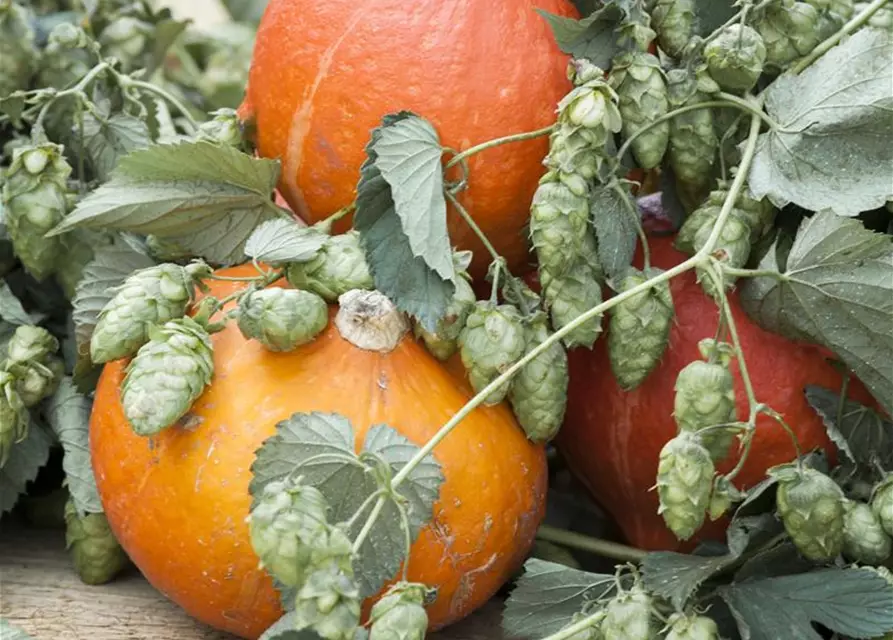 Cucurbita maxima