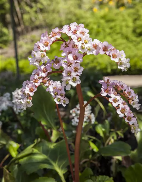 Bergenia cordifolia