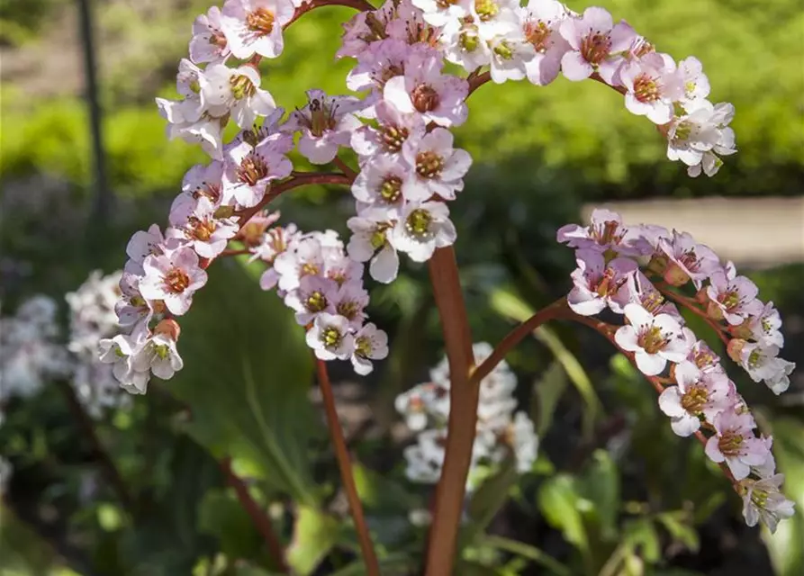Bergenia cordifolia