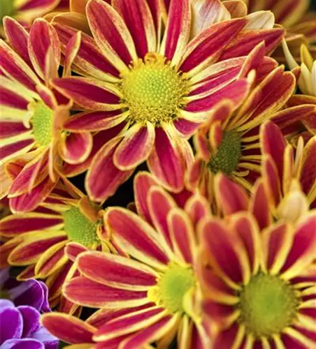 Chrysantheme im 15er Topf