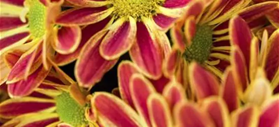 Chrysantheme im 15er Topf