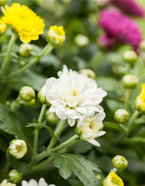 Herbst-Chrysantheme 'Trio'