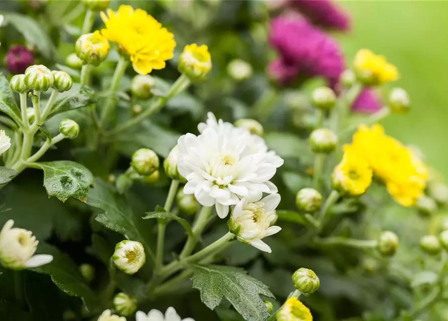 Herbst-Chrysantheme 'Trio'