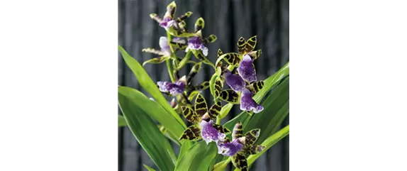 ORCHIDEEN GEGEN DEN WINTERBLUES!