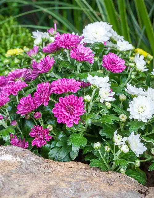 Herbst-Chrysantheme 'Trio'