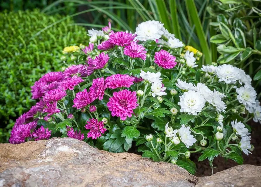 Herbst-Chrysantheme 'Trio'
