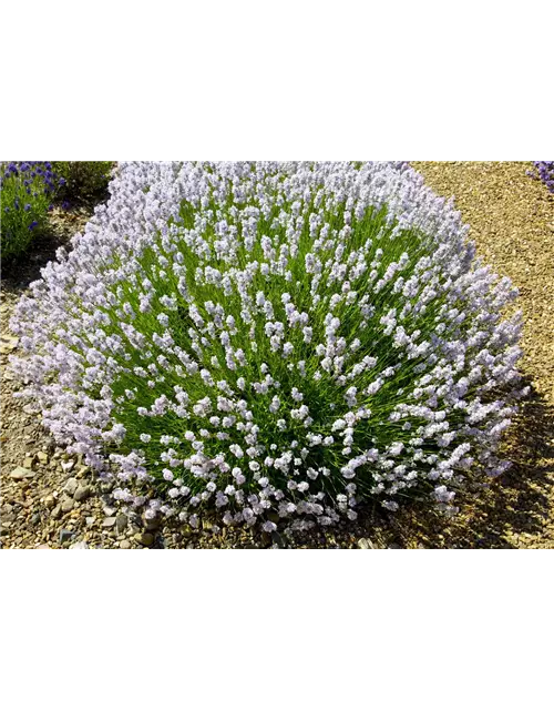 Lavandula ang. 'Little Lottie' (rosa), 12er Set