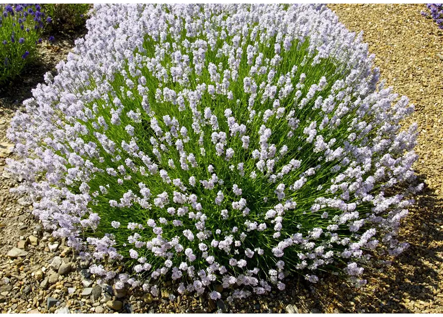 Lavandula ang. 'Little Lottie' (rosa), 12er Set