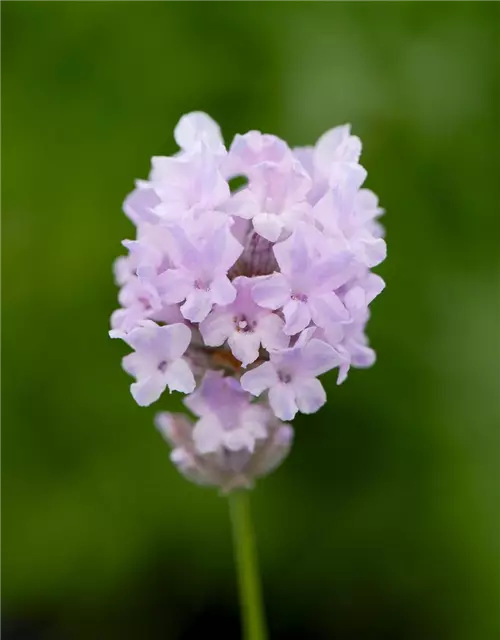 Lavandula ang. 'Little Lottie' (rosa), 12er Set
