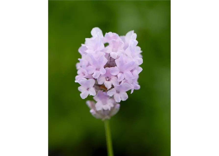 Lavandula ang. 'Little Lottie' (rosa), 12er Set