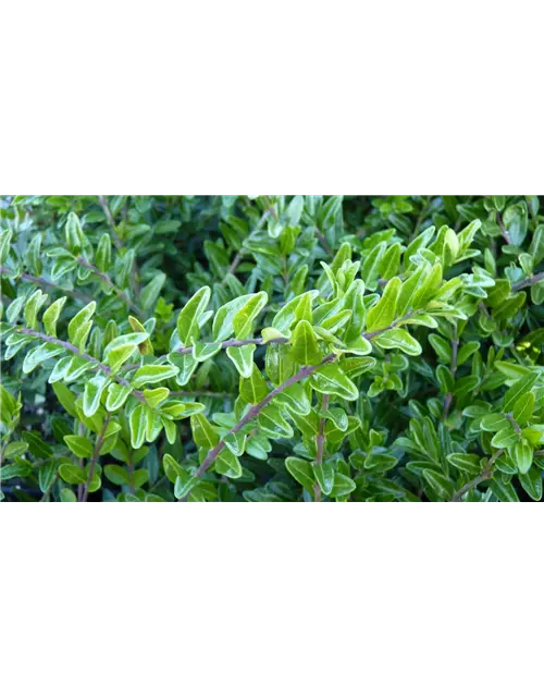 Lonicera nitida, 12er Set
