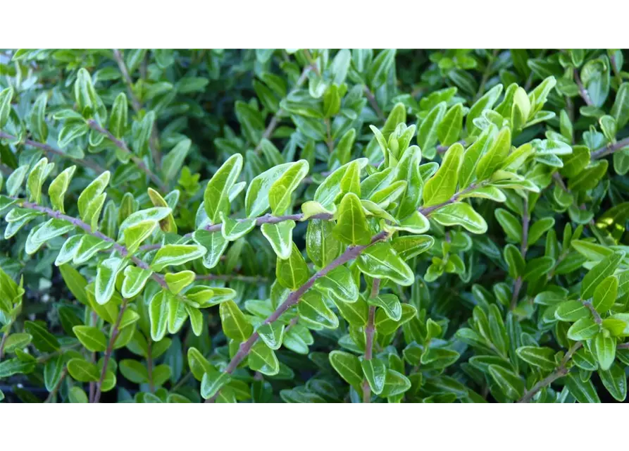 Lonicera nitida, 12er Set