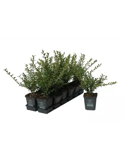 Lonicera nitida, 12er Set