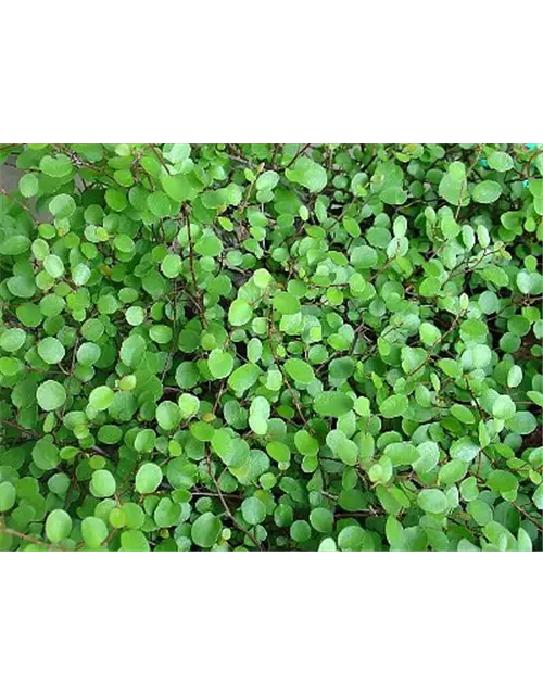 Mühlenbeckia axillaris, 12er Set