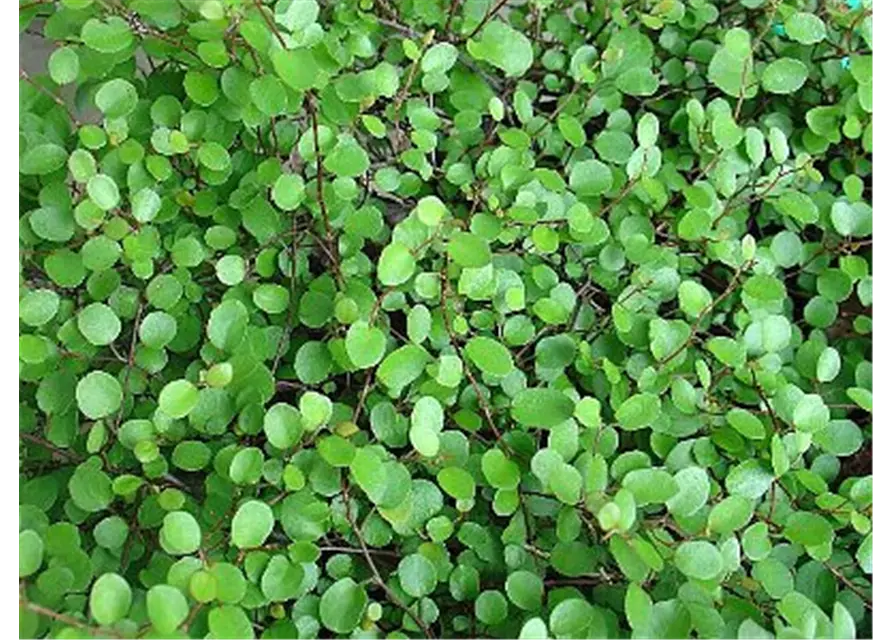 Mühlenbeckia axillaris, 12er Set