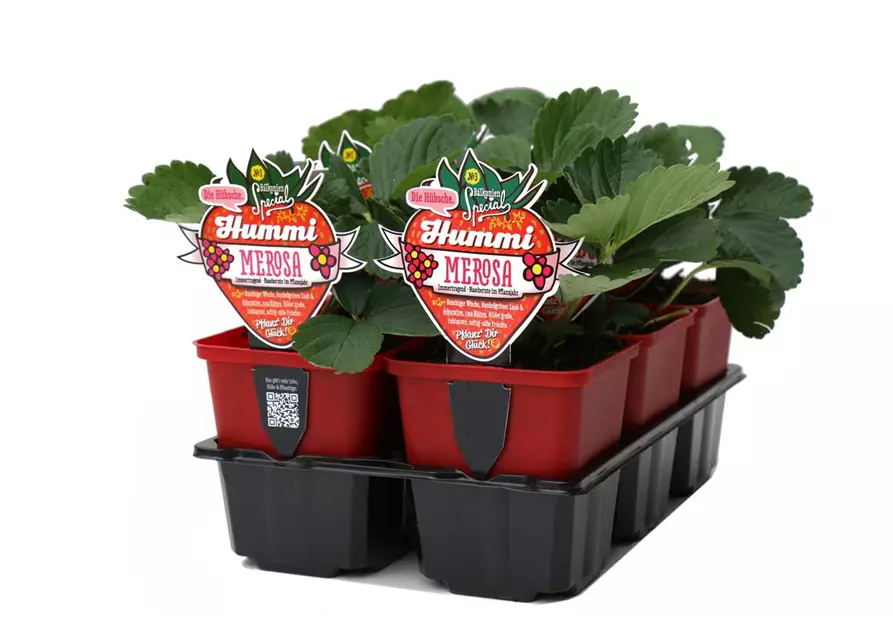 Hummi ® Merosa, 6er Set