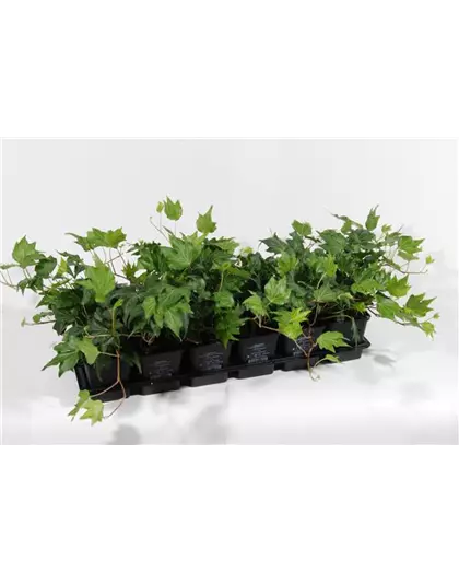 Hedera helix 'Green Ripple', 12er Set