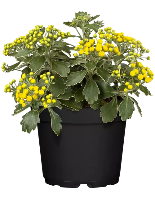 Silberrandchrysantheme