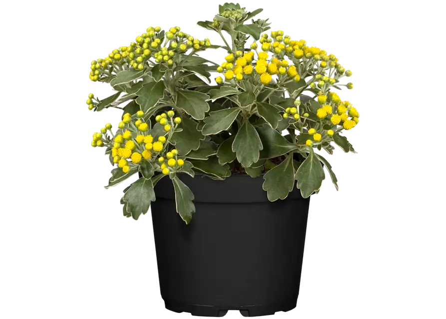 Silberrandchrysantheme