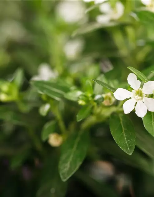 Japanische Scheinmyrthe