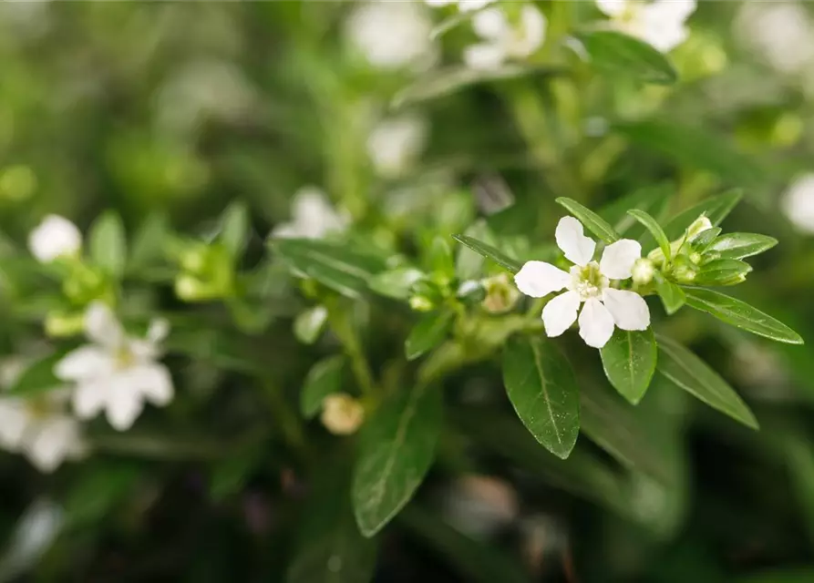 Japanische Scheinmyrthe