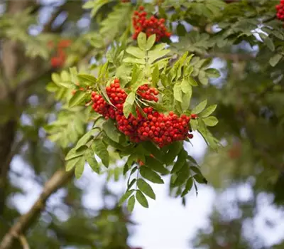 Sorbus aucuparia 'Edulis'