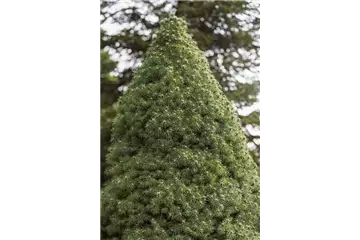 DIE ZUCKERHUTFICHTE! DIE ZUCKERHUTFICHTE!