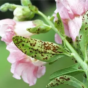 Rost an Stauden und Sommerblumen