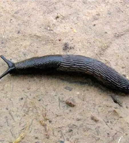 Schnecken im Garten