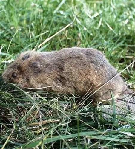 Wühlmäuse im Garten