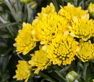 Ajania pacifica Ajania pacifica