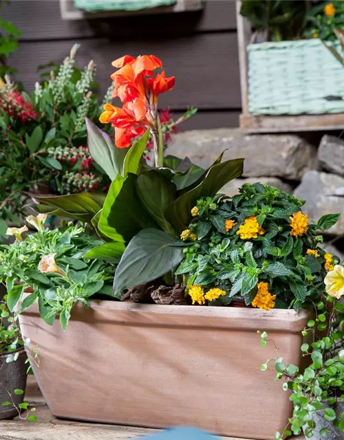 Canna indica