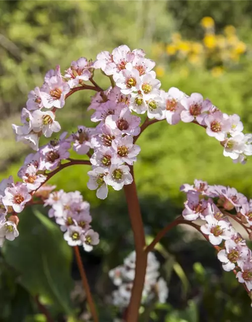 Bergenia cordifolia