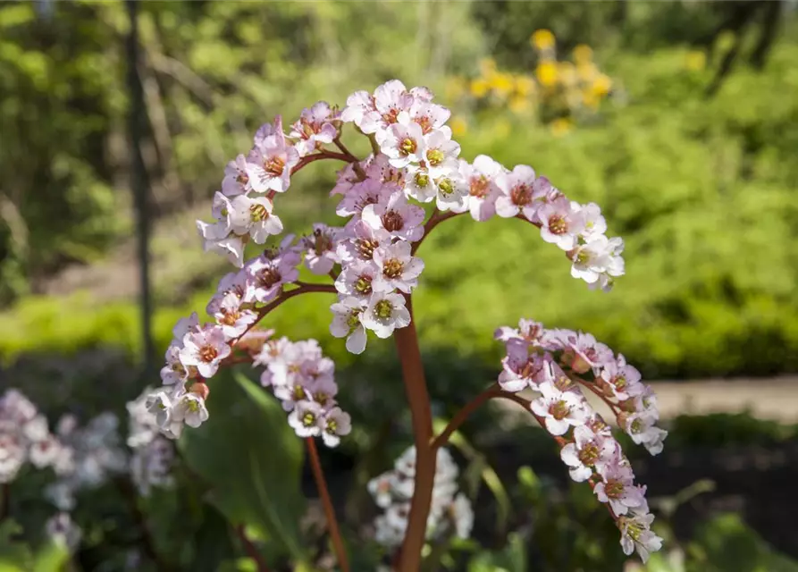 Bergenia cordifolia