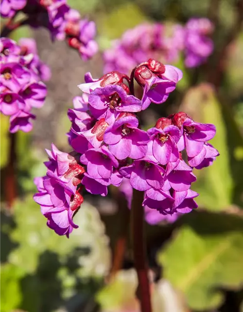 Bergenia cordifolia