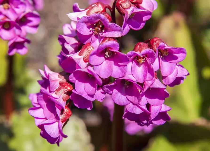 Bergenia cordifolia