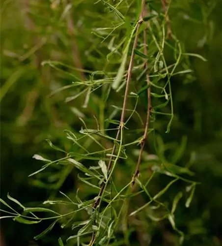Caragana arborescens