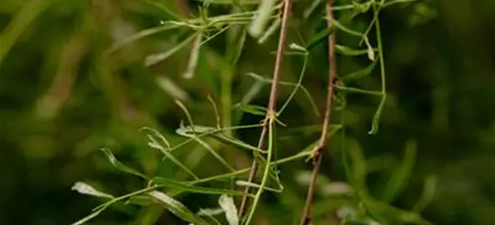 Caragana arborescens