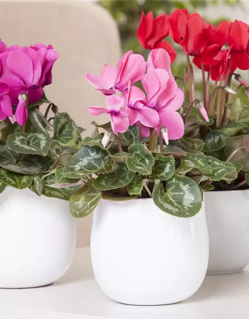 Cyclamen persicum, rosa