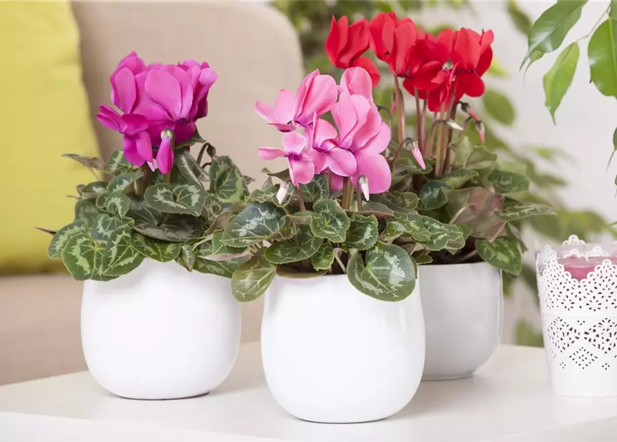 Cyclamen persicum, rosa