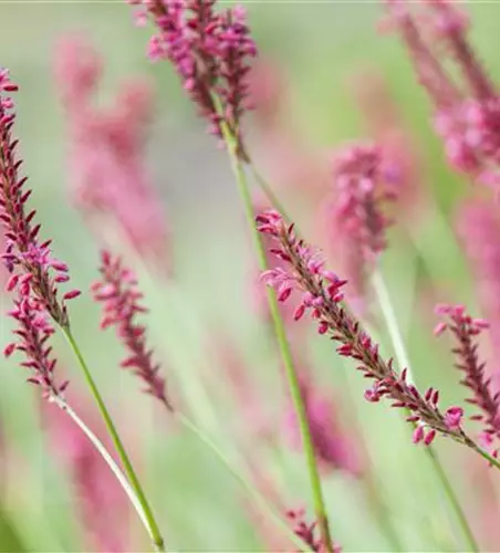 Bistorta amplexicaulis