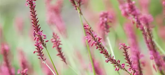 Bistorta amplexicaulis