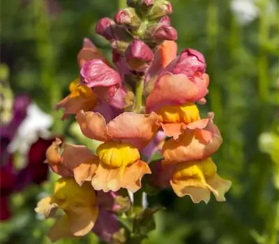 Antirrhinum majus Antirrhinum majus