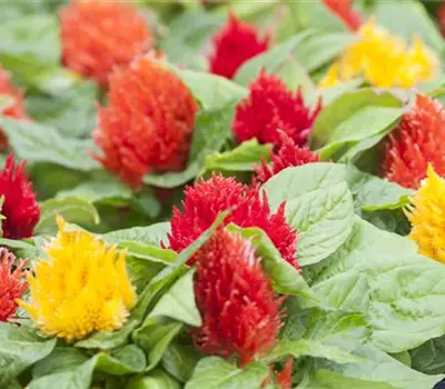 Celosia argentea var. plumosa