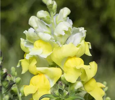 Antirrhinum majus, gelb Antirrhinum majus, gelb