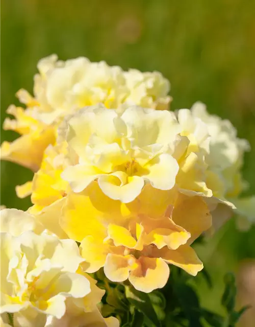 Antirrhinum majus, gelb