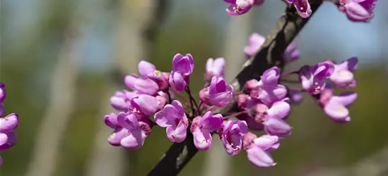 Cercis siliquastrum